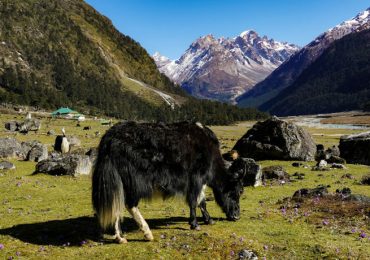 yumthang valley-sikkim